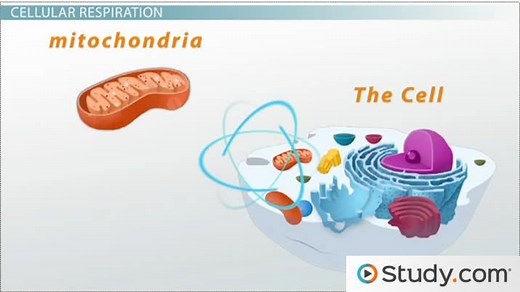 Oxidation & Reduction | Metabolism, Effects & Function