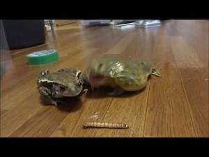 ヒキガエルとアフウシの餌の取り合い Struggle of feed between the toad and African bullfrogs