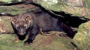 What do you think you know about fisher cats? Some misconceptions cleared up.