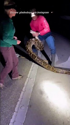 Incredible footage of largest ever recorded python captured by man with his hands