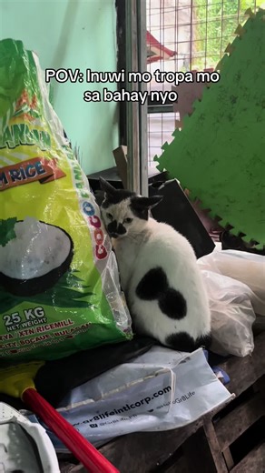 Emms Diary (@itsmemaryahhhh)’s video of Ragdoll Cat