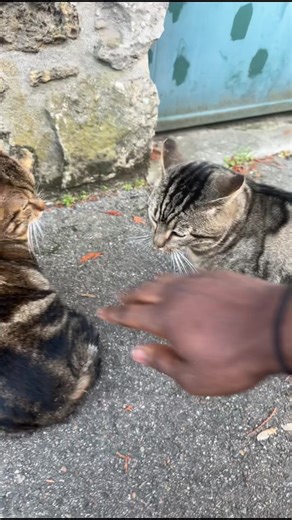 Animaux et humour : un moment inattendu