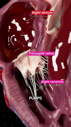 Right Heart Blood Flow | Atrium to Lungs 🫀