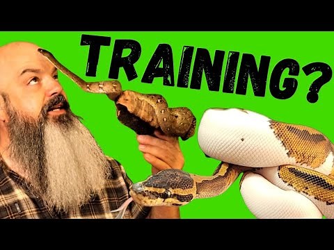 How to Train a Snake: Target Training Pythons