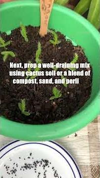 Dragon Fruit Growing Guide: From Seed to Sprout 🌱#dragonfruit #growfromseed #gardeningtips #plants