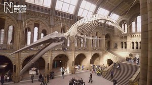 There’s more to the Museum than dinosaurs, but don’t tell the T. rex. Get up-close with nature, discover fascinating creatures and enjoy fun, family-friendly activities this summer. | Natural History Museum, London