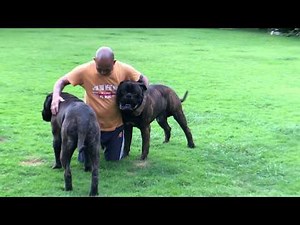 Bullmastiff brindle at the garden, big head and body..