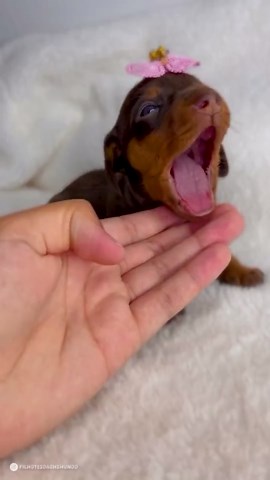 Cute Dog Moments That Showcase Their Playful Nature