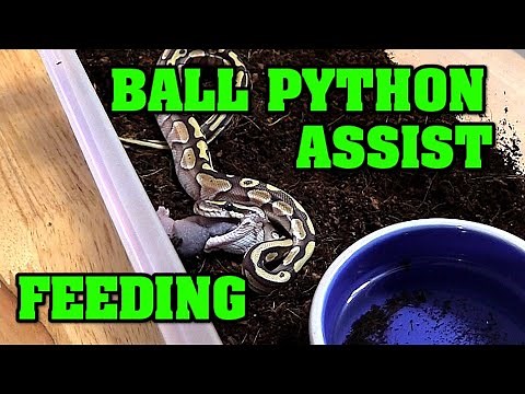 Assist feeding a ball python! Must know as a breeder, can SAVE A LIFE!