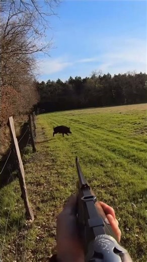 Wild Boar Up Close 🐗🌿 #hunting