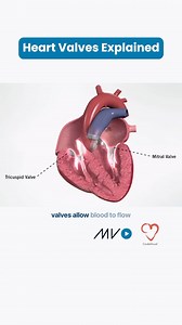 13K views · 318 reactions | Learn about the heart’s four valves, the...