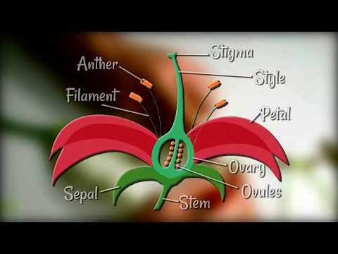 Flower Dissection - Reproduction in flowering plants