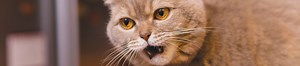 Cat Sounds Explained: Cat Meows, Purrs, Chirrups and more - Modern Cat