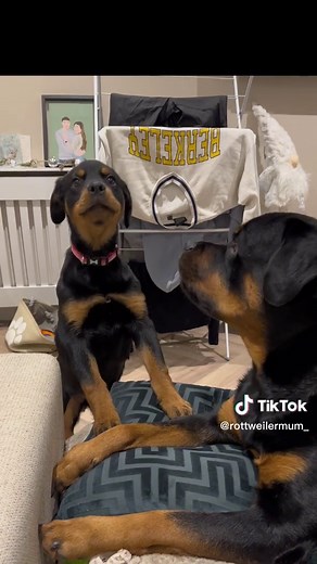 Adorable Rottweiler Puppy Howling with Big Bro Arthur
