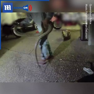 29K views · 75 reactions | A MASSIVE snake tried to eat a woman who wanted to rescue it!  #dailymail #snake #animalrescue | Daily Mail Video | Facebook