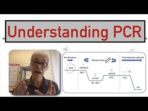 Understanding PCR