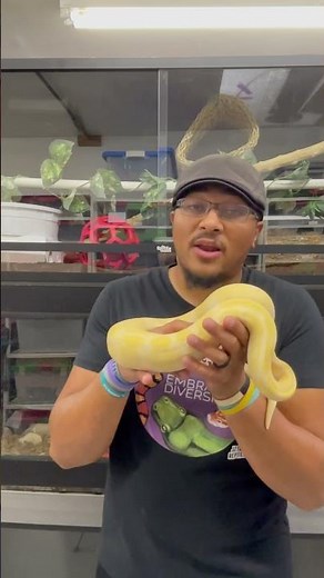 Grif the Albino Ball Python