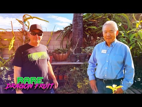 WHAT is the BEST SOIL for DRAGON FRUIT? / INTERVIEW with Gary Matsuoka Owner of LAGUNA HILLS NURSERY