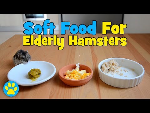 3 Soft Foods For Elderly Hamsters
