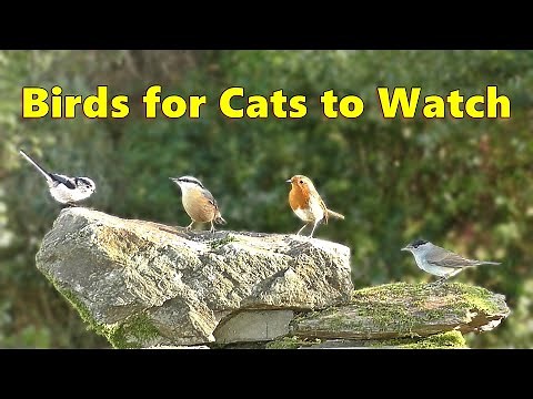 Birds for Cats to Watch Special ⭐ 8 HOURS⭐