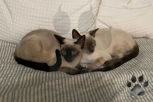 Seal Point vs. Chocolate Point Siamese: 4 Distinctions
