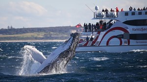 268 reactions · 82 shares | Whale watching season begins this weekend and we can't wait to get close to our barnacle covered friends again. ⛵ Don't forget that we have a special on all cruises in May: Promo code Save20 gets you 20% off our 2hr Express, 2hr Adventure and 3hr Discovery Cruises! If you are an NRMA Member, you get another 20% off, which means you can go whale watching for as little as $40!  Book Now www.whalewatchingsydney.com.au | Whale Watching Sydney | Facebook