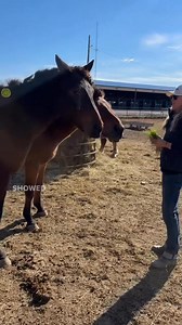 64K views · 1.8K reactions | I’ve named them the Sticker Boys. When I...