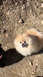 202K views · 3.4K reactions | Each 1 teach 1 | Cesar Millan | Facebook