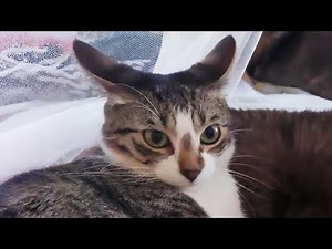 Cats That Made Everyone LAUGH! 😂 | Try Not To Laugh Cat Videos #11