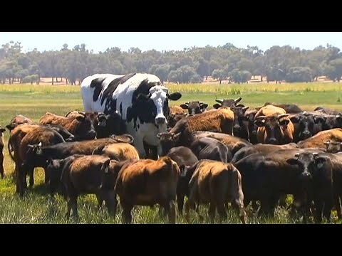 This Enormous 'Giant Cow' in Australia Is Too Big for a Slaughterhouse