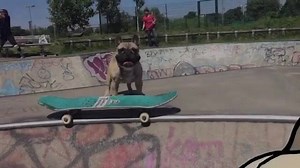 242K views · 10K reactions | Looks like our #packleader skate team is expanding @erocdog | Cesar Millan | Facebook