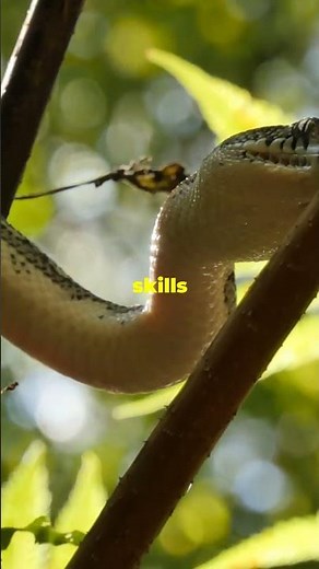 The Secrets of Pythons: Nature's Master Hunters