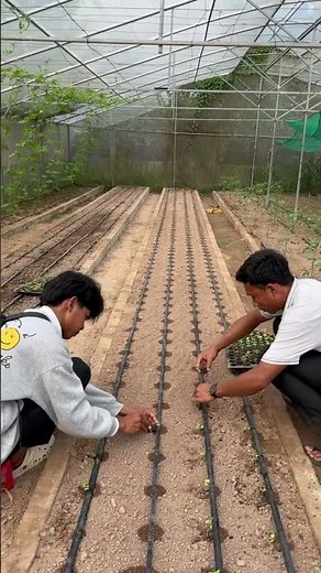 From prepare Soil to finished planting Cabbage 🌱 | Full Cabbage Planting Process