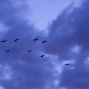 I still have availability in September and October in MICHIGAN for our Canada goose and duck hunts! We can accommodate groups of any size but groups of 6 or bigger get private field and lodging. Price is $600 for 3 days hunting with 3 nights lodging included per person. 50% non refundable deposit to make reservations. Call today 660-341-8951 * Waterfowl hunting is fair chase, when hunting a migratory bird there is no guarantee of success on any given day weather and migration patterns can and do