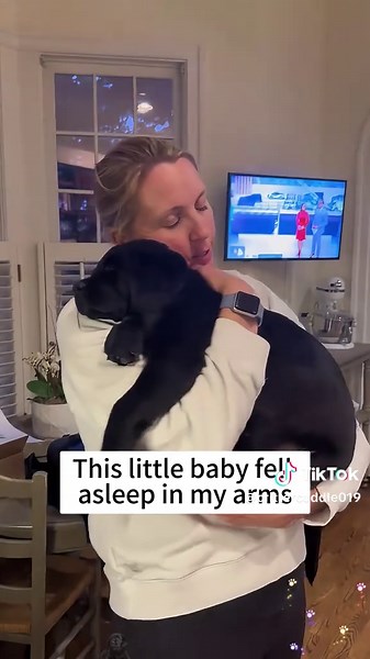 Choosing the Right Rescue Dog for You