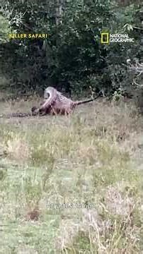 Fight to the death: a python versus an adult leopard