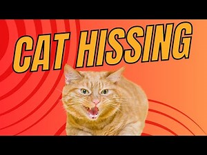The Hissing Mystery: Understanding Cat Behavior