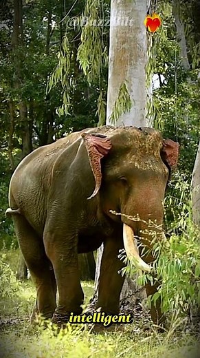 World's Largest Land Animal? Meet the Mighty African Elephant! 🐘