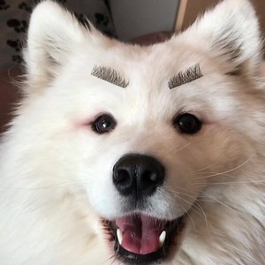 When u try to copy a makeup tutorial on YouTube | Maya Polar Bear