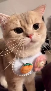 553K views · 10K reactions | You love this cat don't you | Meow Meow | Facebook