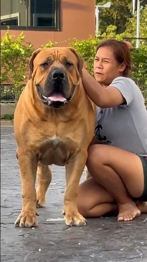 Bullmastiffs: The Gentle Guardians with a Strong Build #dogs
