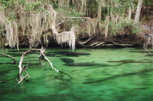 This Florida State Park Has a Caribbean-blue, Spring-fed Swimming Hole and Is a Gathering Site for Hundreds of Manatees