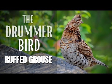 The Ruffed Grouse | Drummer Bird