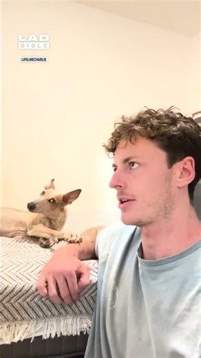 Dog has hilarious reaction to 'Do you wanna go walkies?' 🤣⁠ (🎥: ‪@LifeLikeCharlie‬)