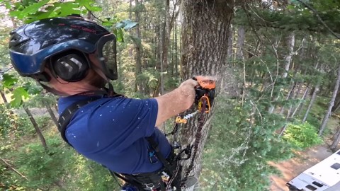 A Perfect Tree Cutting Machine in Action