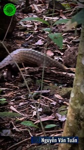 60K views · 72 reactions |  VƯỜN QUỐC GIA CÁT TIÊN PHỐI HỢP TIẾP...