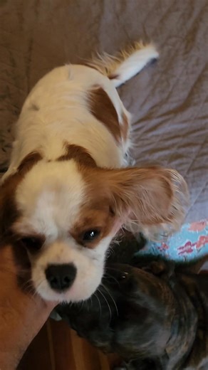 Cute old cat meow aka tripod. Enjoying a new place to chill. #cat #cute | Paws Claws And Mayhem