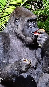 5K views · 137 reactions | The animals are enjoying their Thanksgiving meals, and we’re filled with gratitude for you! 﫶 Thank you to our Zoo family—guests, GLAZA members, donors, volunteers, staff, and conservation partners. Your support is key to our mission of saving wildlife, enriching our communities, and creating connections to nature. The Zoo and L.A. Zoo Lights: Animals Aglow are closed today, Nov. 28, and will reopen tomorrow, Nov. 29. | Los Angeles Zoo | Facebook