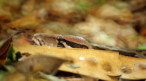 207K views · 4.3K reactions | An Indian rock python stalks a rare forest creature, the world smallest pig. | National Geographic Animals | Facebook