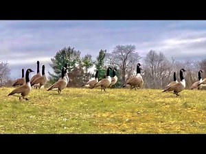 Geese Sound Effect and Stock Video | Flock of Geese Honking/Calling Sound Effects | ROYALTY FREE